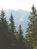 nizketatry15